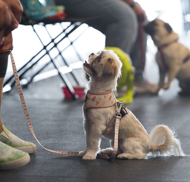 puppy obedience training