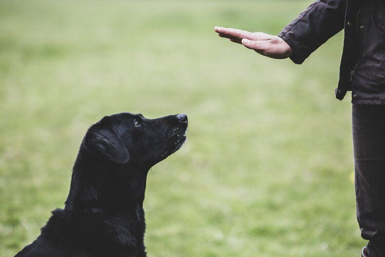 puppy obedience training
