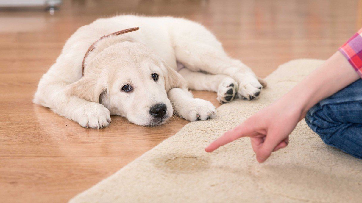 dog training corpus christi tx