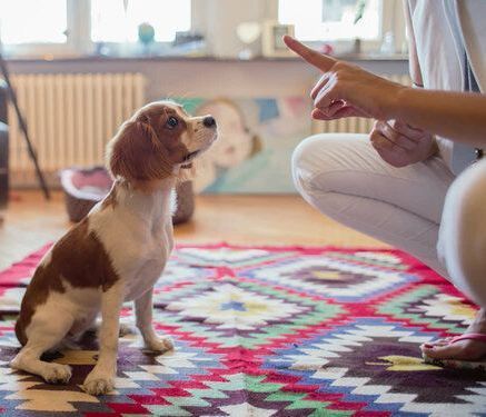 puppy obedience training