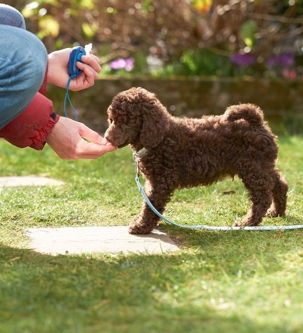 puppy obedience training young