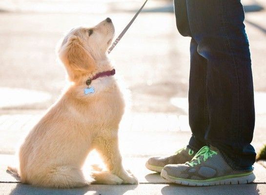 puppy training corpus christi