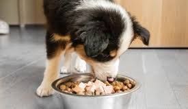 right dog foods corpus christi dog training