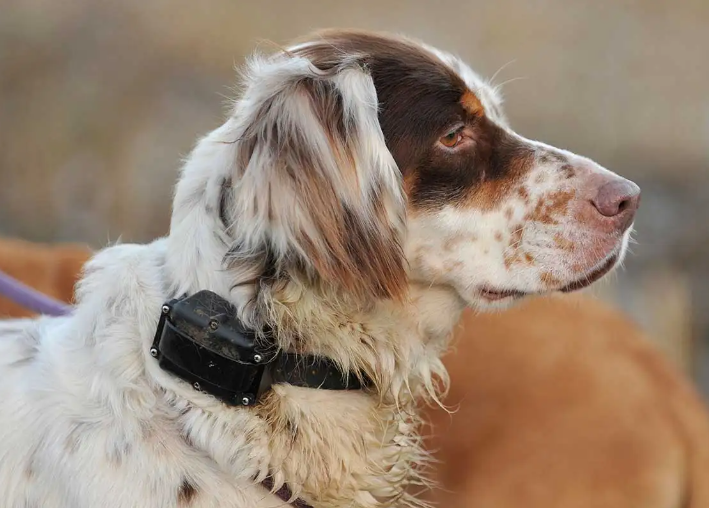 shock collar dog obedience training