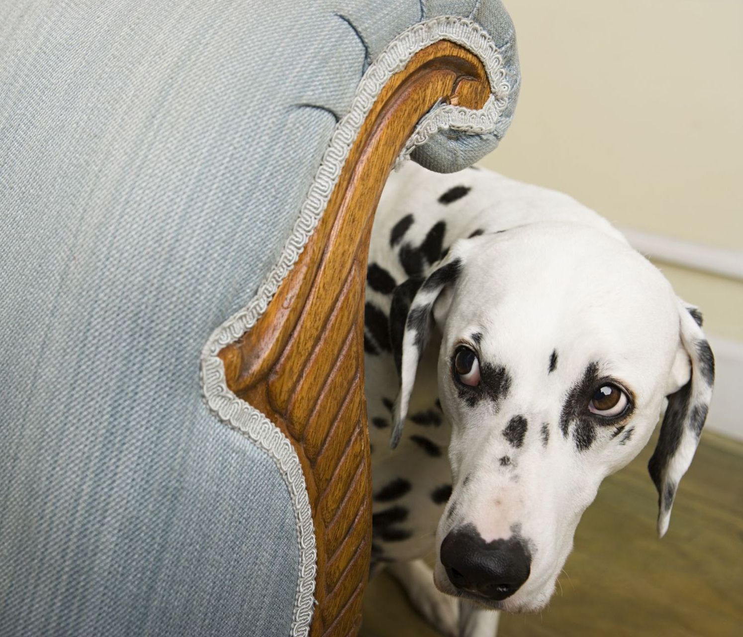 social anxiety training for dogs