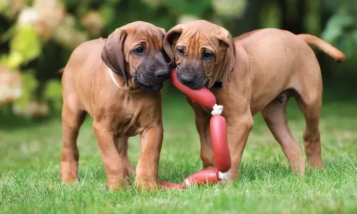 puppy potty training corpus christi
