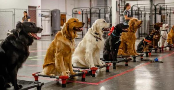 socialization corpus christi dog training