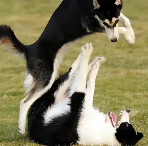 socialization corpus christi dog training