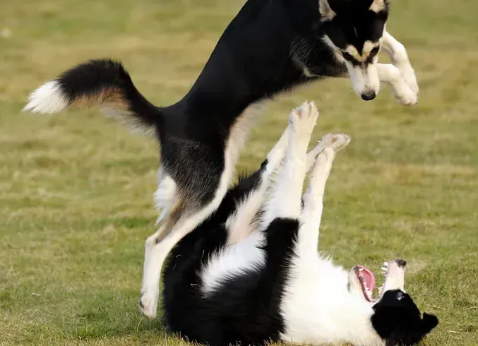 socialization corpus christi dog training
