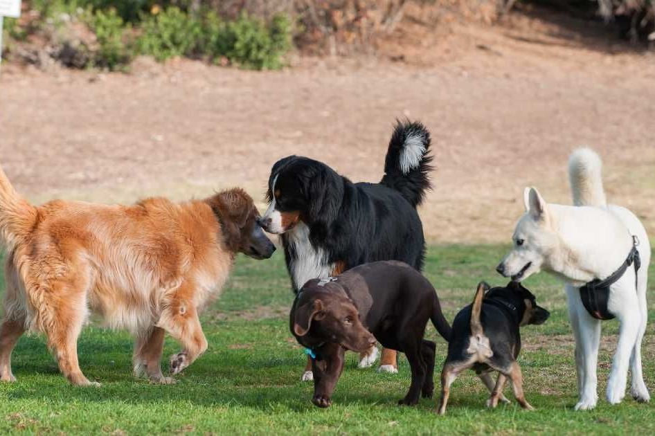 socialization dog obedience training