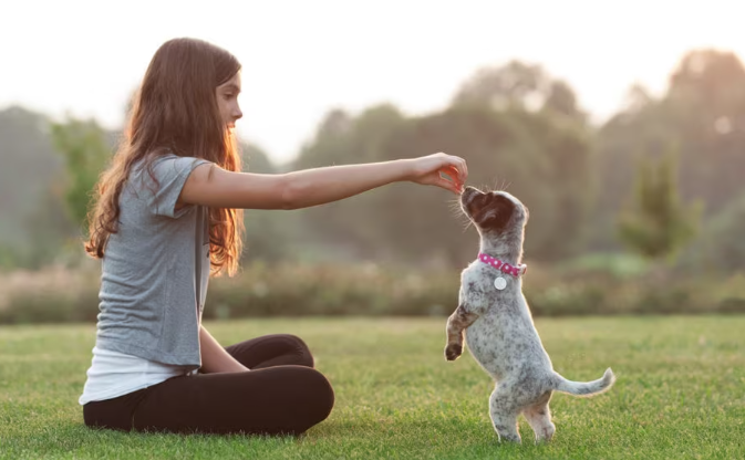 tips from a puppy trainer
