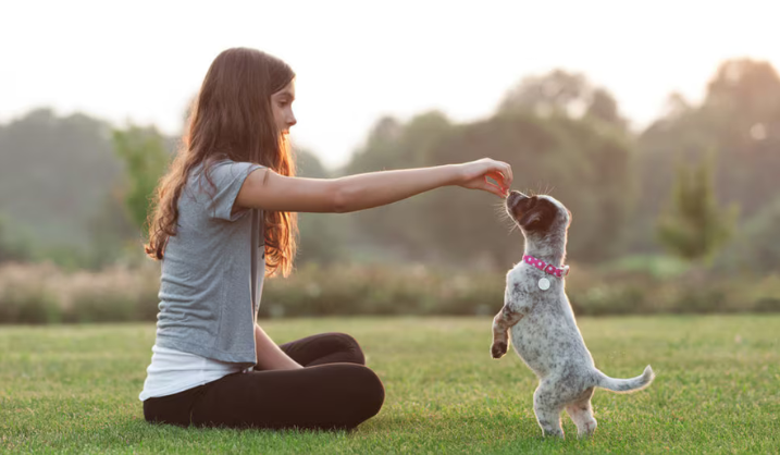 training for puppies age matters