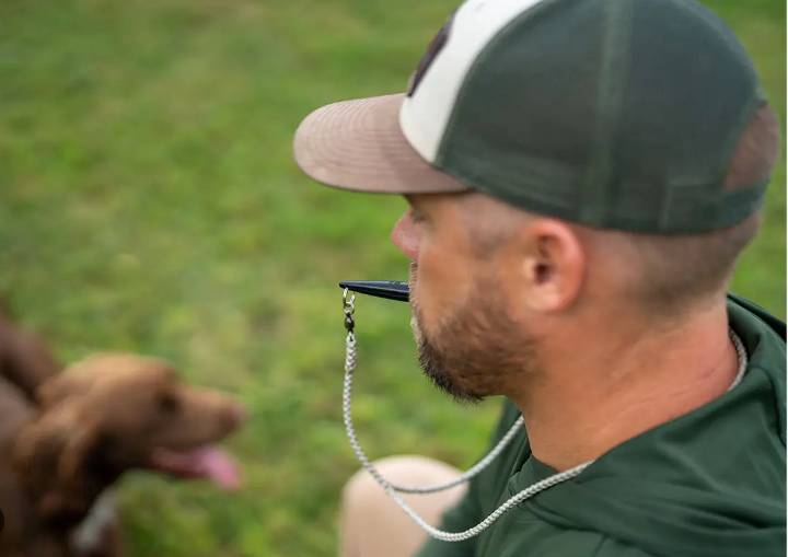 whistle dog training corpus christi