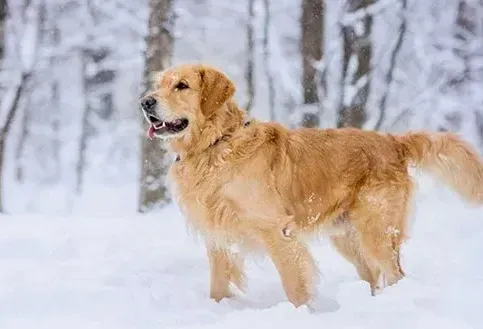 winter protected dog training
