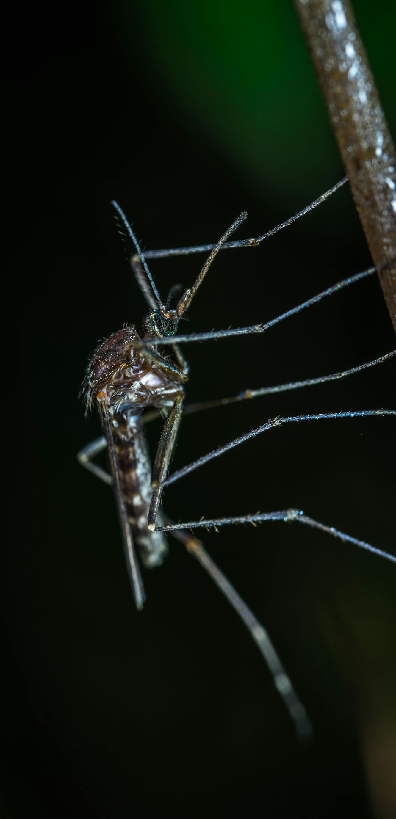 A dark-bodied mosquito with white markings resting on a thin, textured branch against a black background.