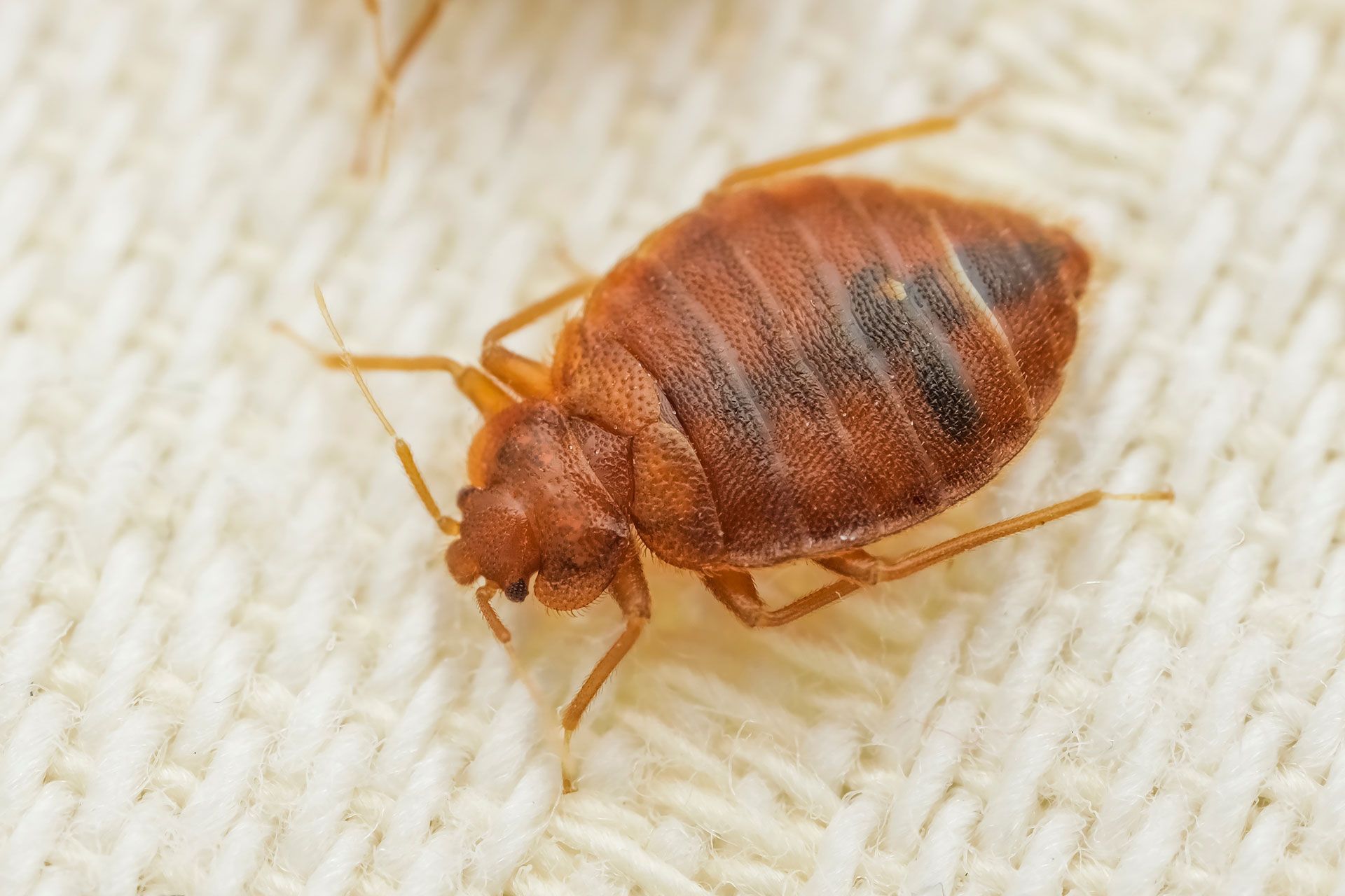 A reddish-brown bed bug crawling on a textured, off-white fabric surface.
