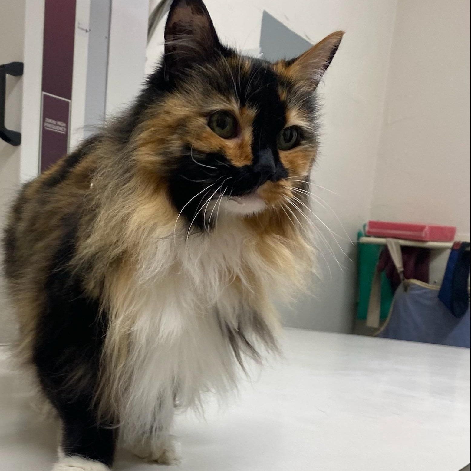 A stripe cat — Palestine, TX — Brookhollow Veterinary Clinic