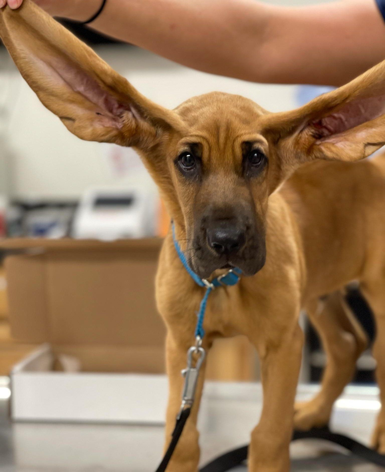 A brown dog with wide ears — Palestine, TX — Brookhollow Veterinary Clinic