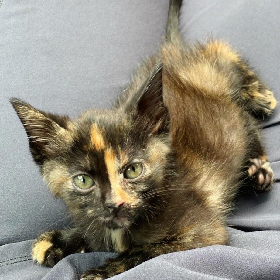 Black and yellow cat — Palestine, TX — Brookhollow Veterinary Clinic