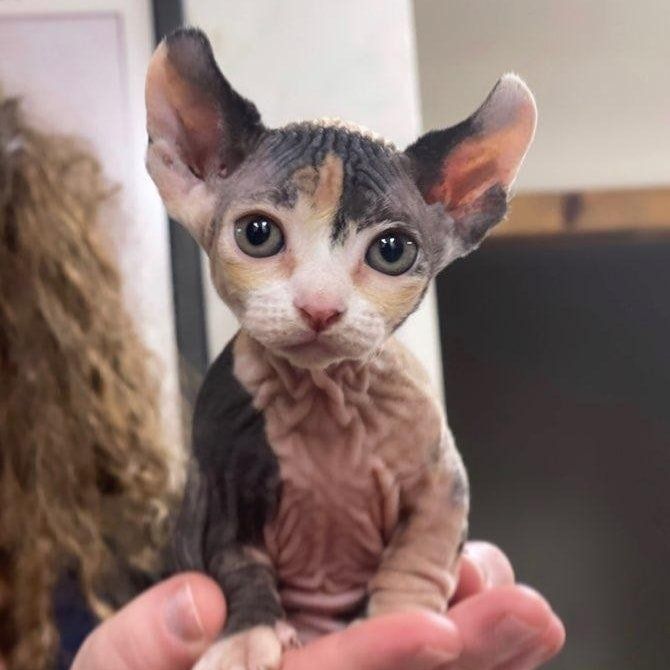 A hairless kitten — Palestine, TX — Brookhollow Veterinary Clinic