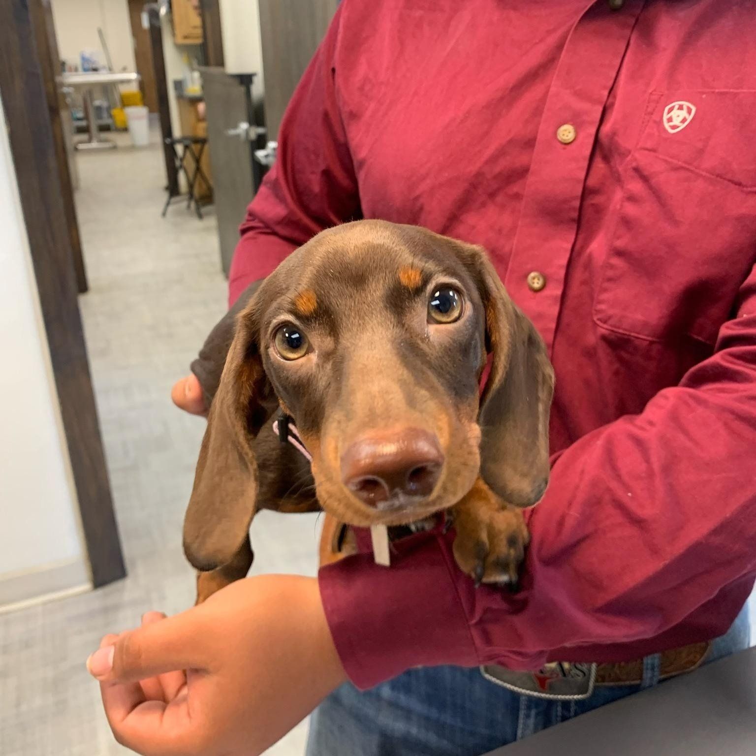 A dutch hand dog — Palestine, TX — Brookhollow Veterinary Clinic