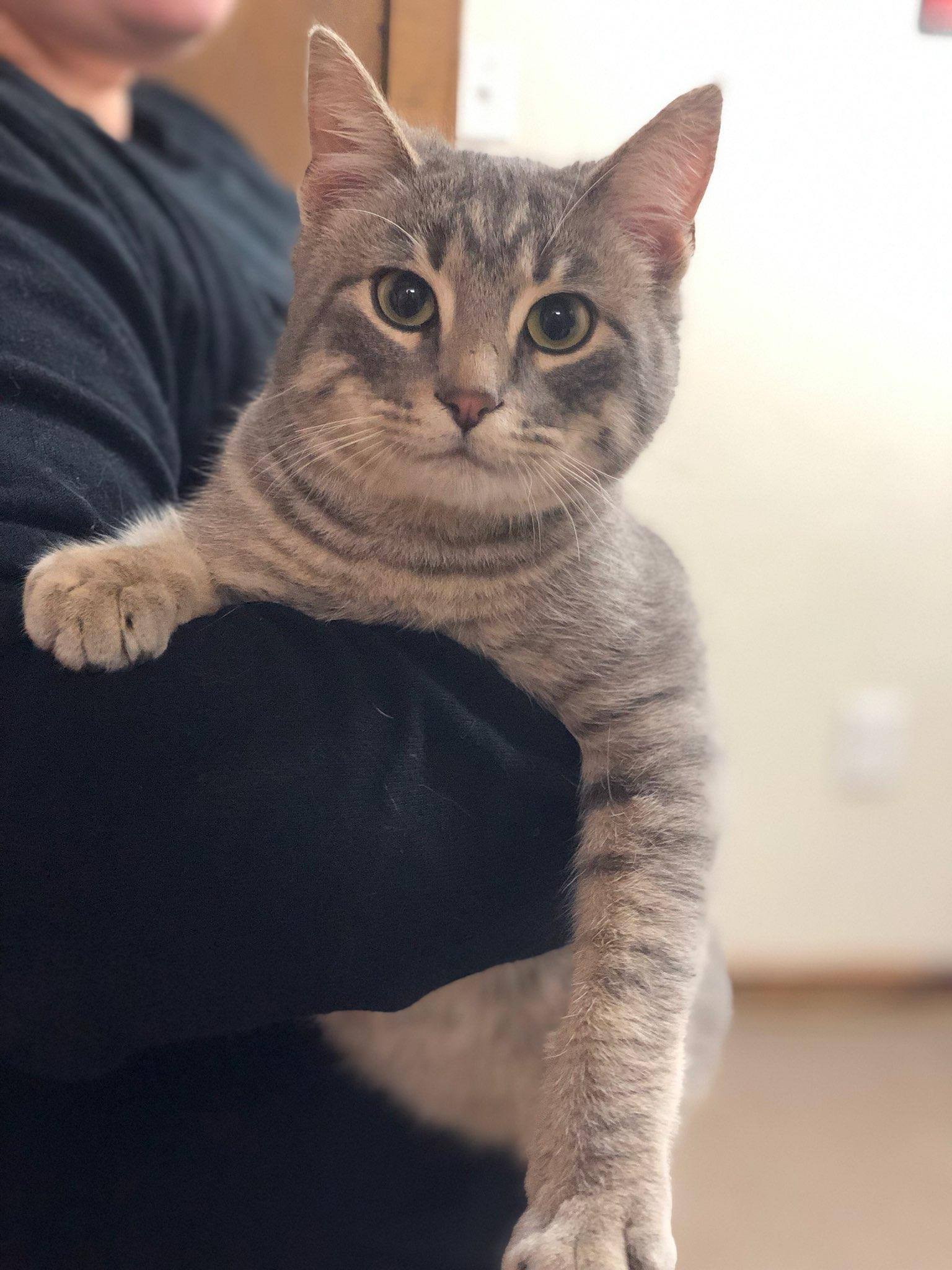 A white stripe cat — Palestine, TX — Brookhollow Veterinary Clinic