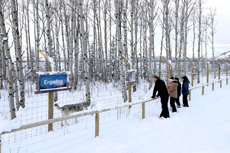 People walking on a snowy path beside a sign in a birch forest