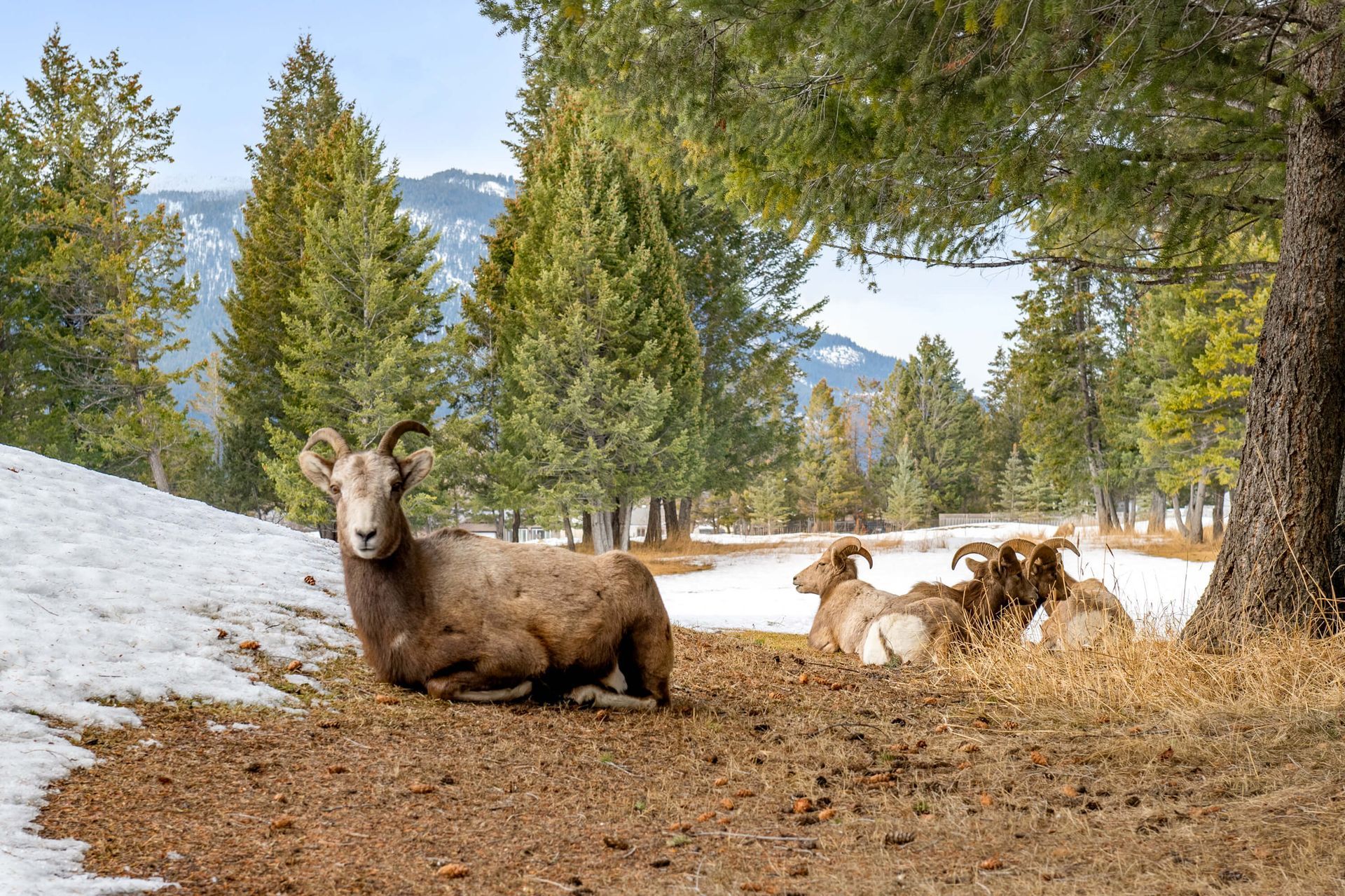 Big horn sheep outside of Wide Open Spaces, a Radium BC Vacation Rental hosted by Aisling Baile Property Management.