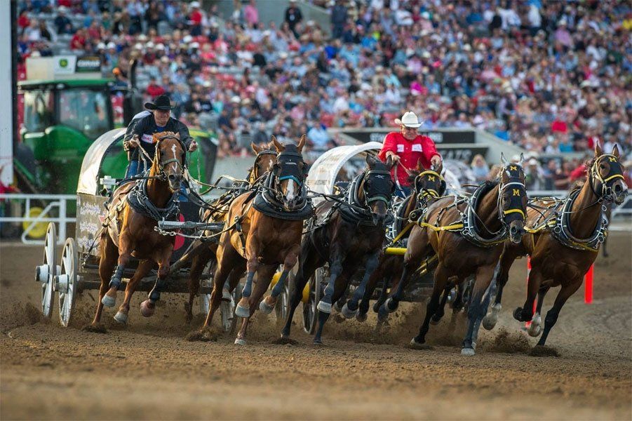 A man is riding a horse drawn carriage at a rodeo.