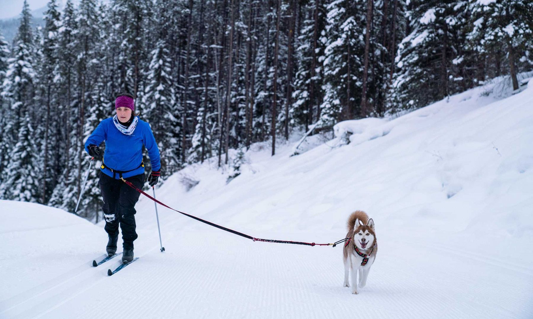 Cross-country skiing with a husky at Panorama mountain resort.