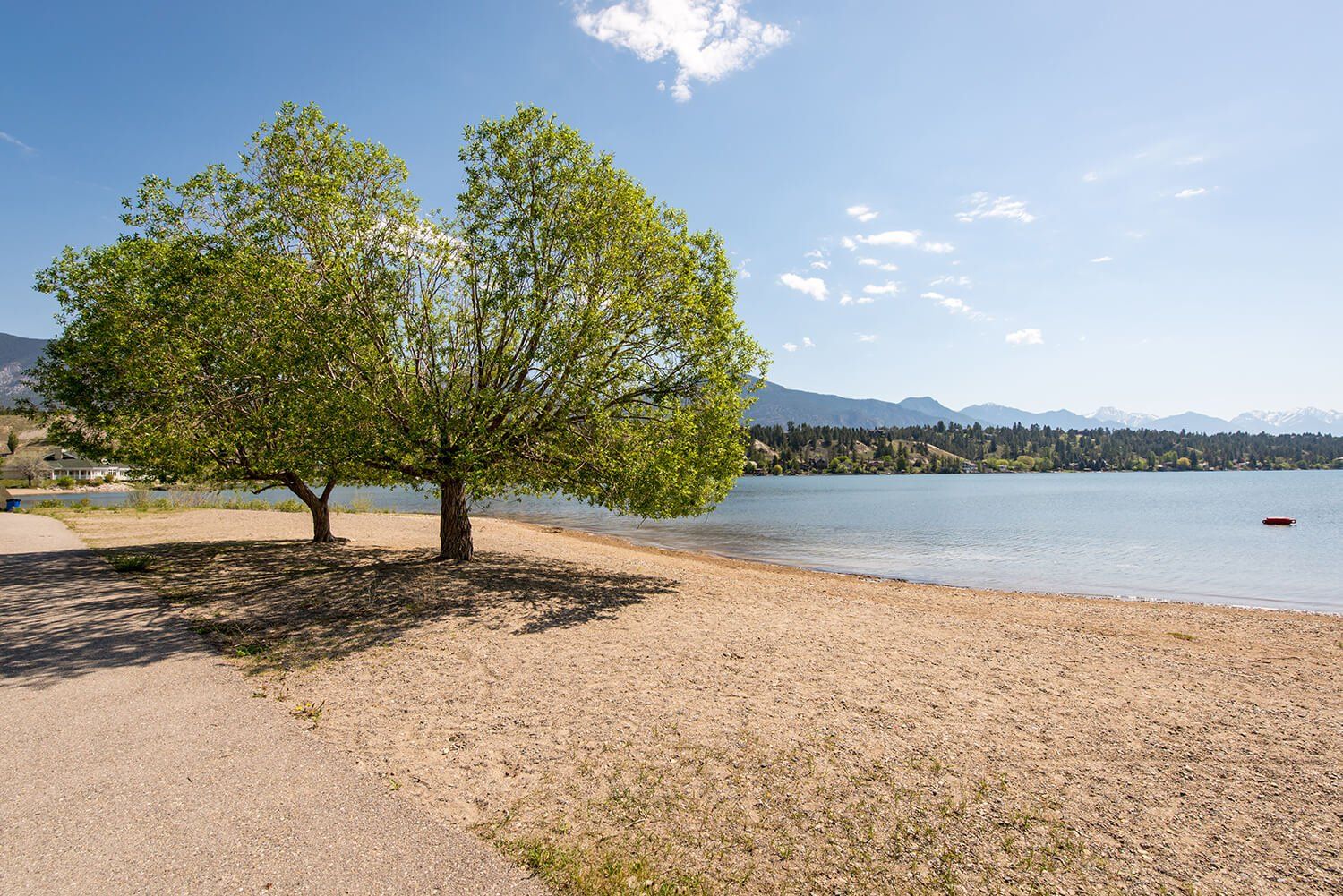 Two trees on a sandy beach next to a lake
