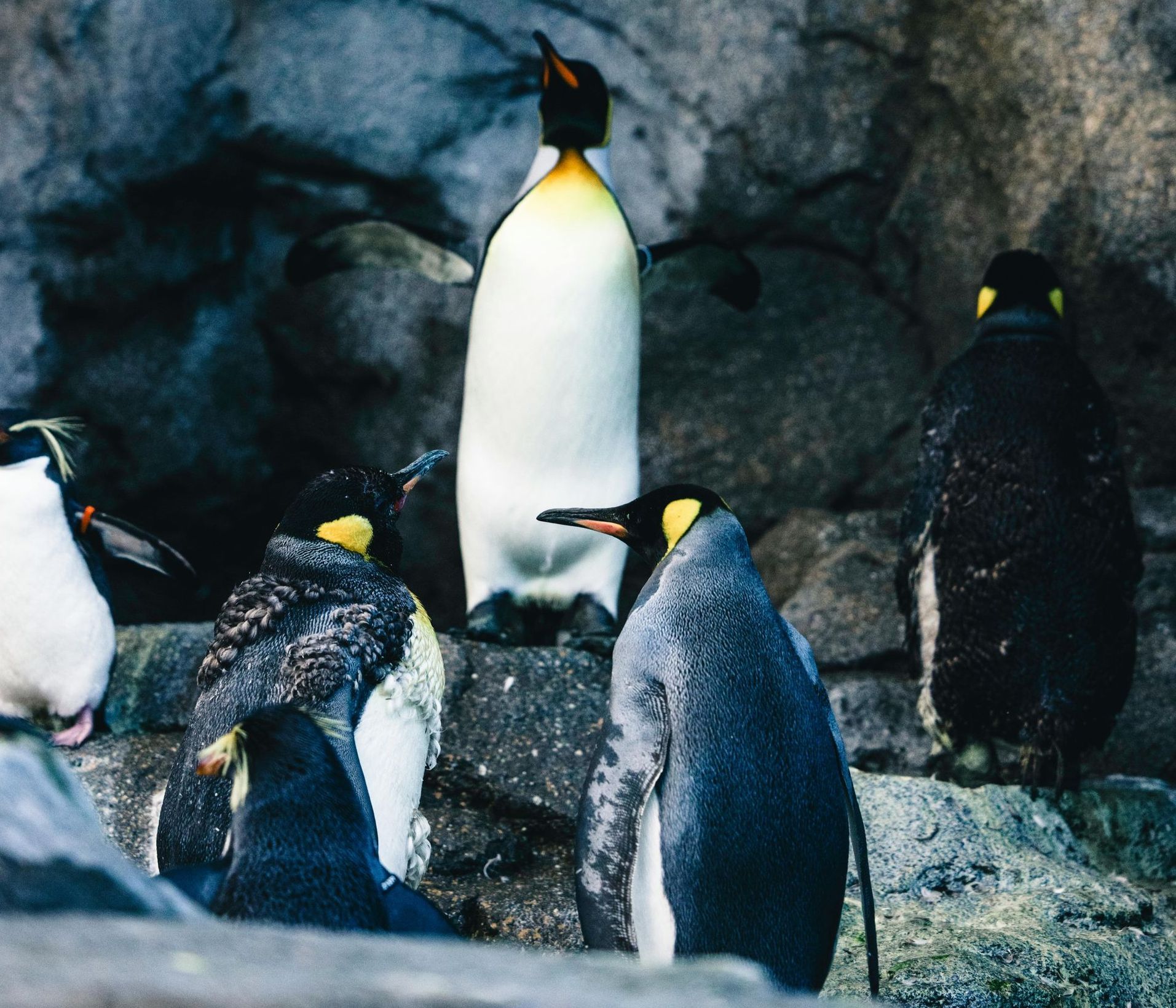Penguin plunge at the famous Calgary Zoo