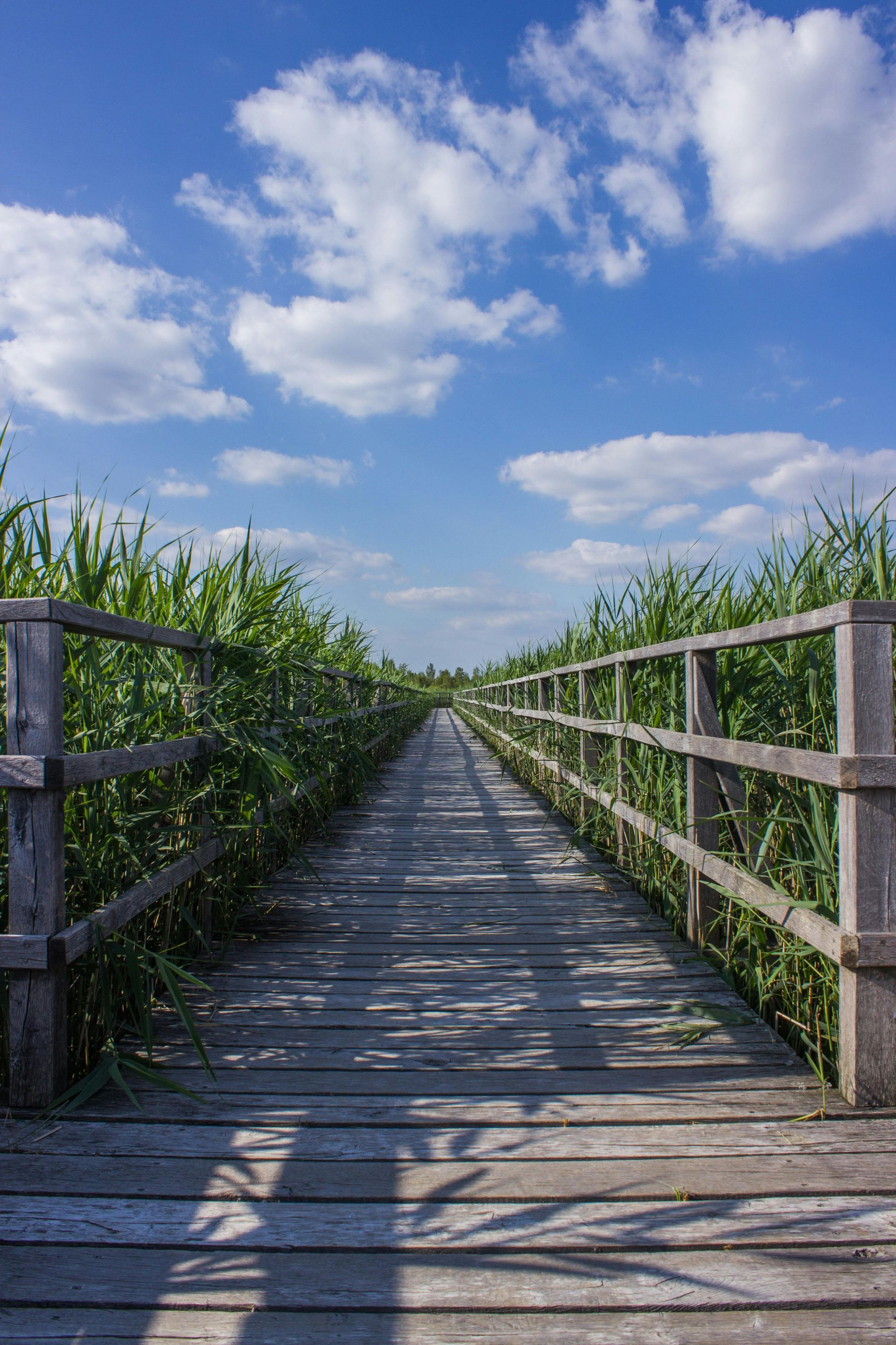Wooden boardwalk through tall green reeds under a blue sky with clouds.