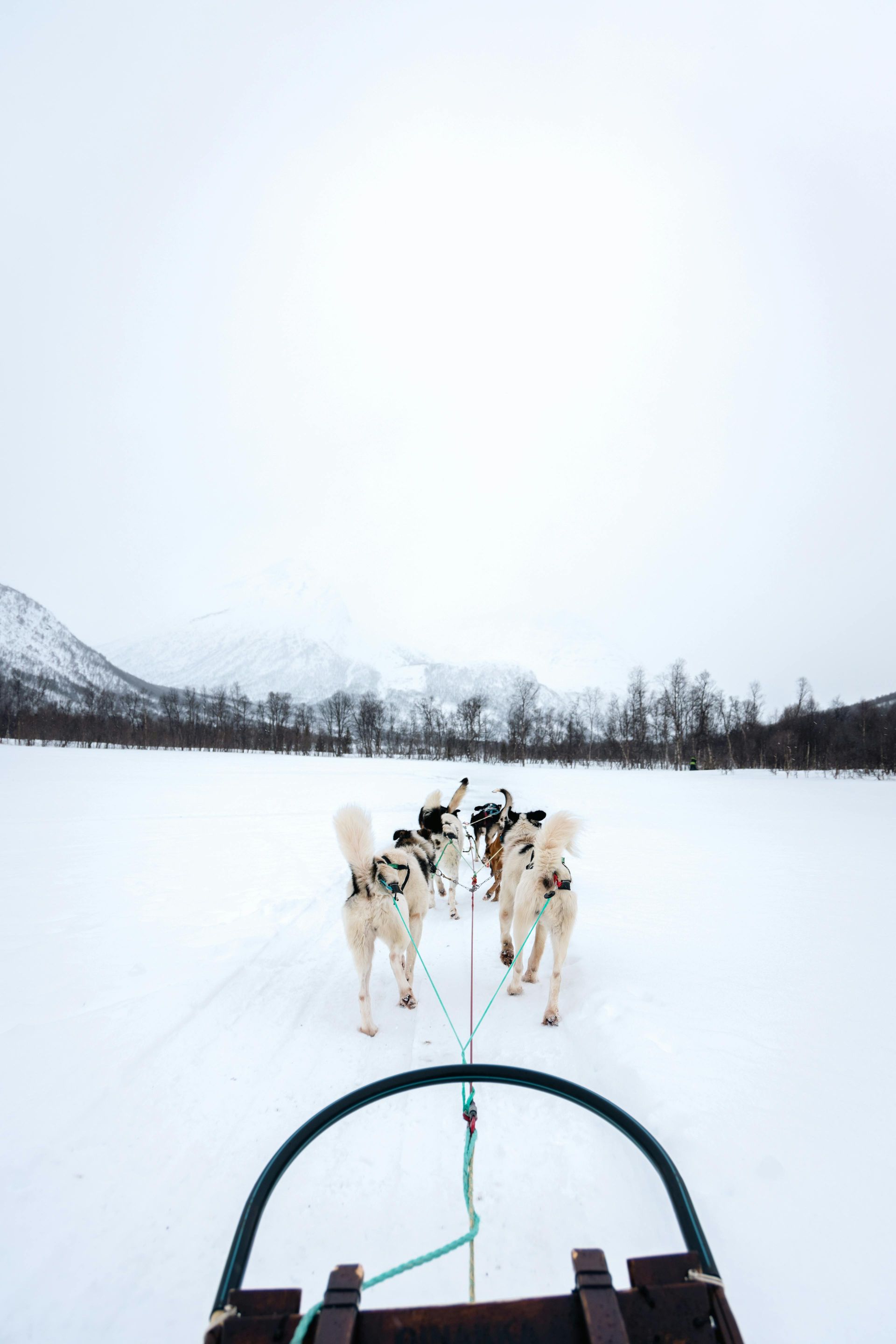 Team of sled dogs pulling a sled across a snowy landscape.