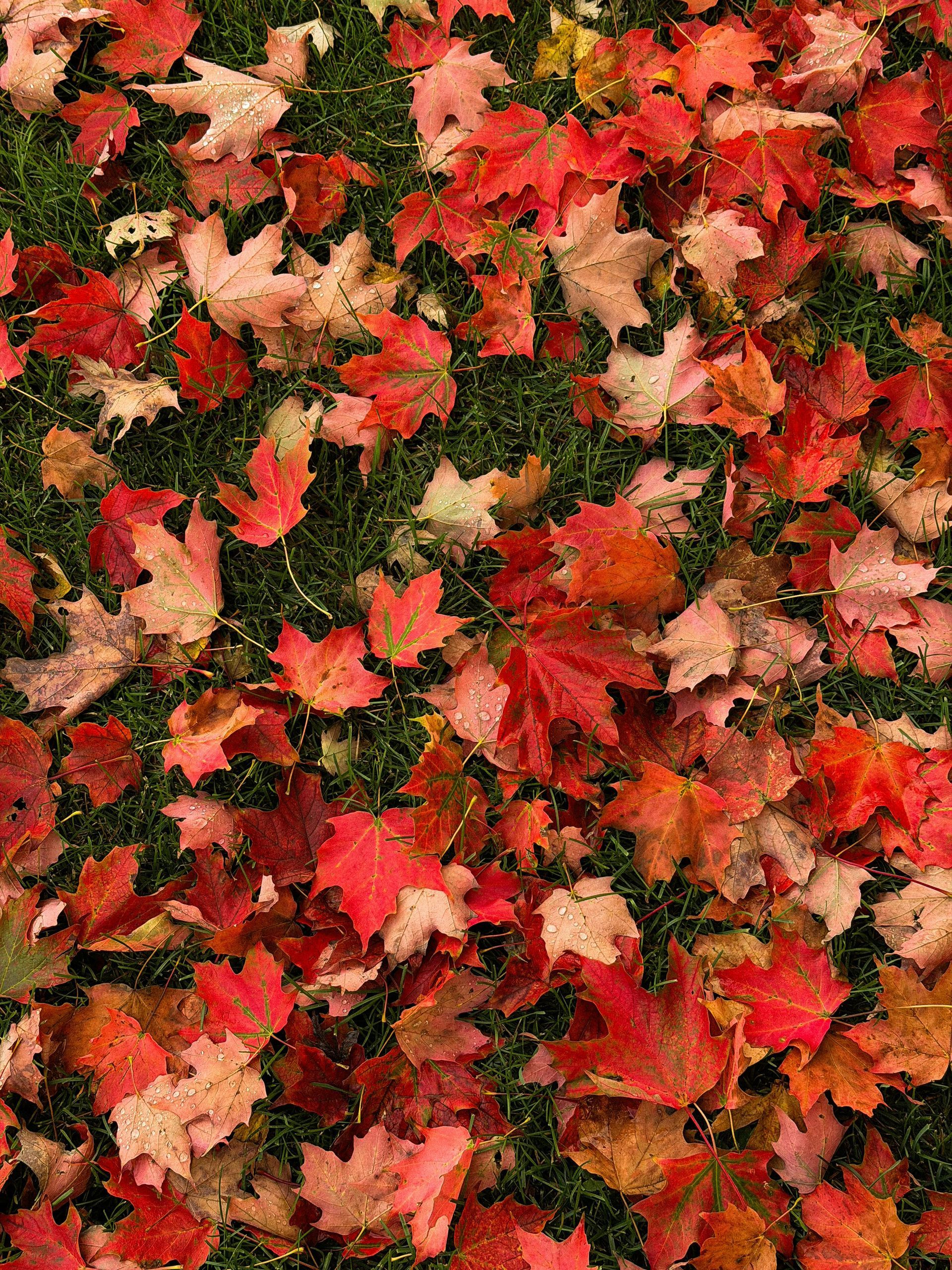 People sledding down a snowy hill surrounded by trees.