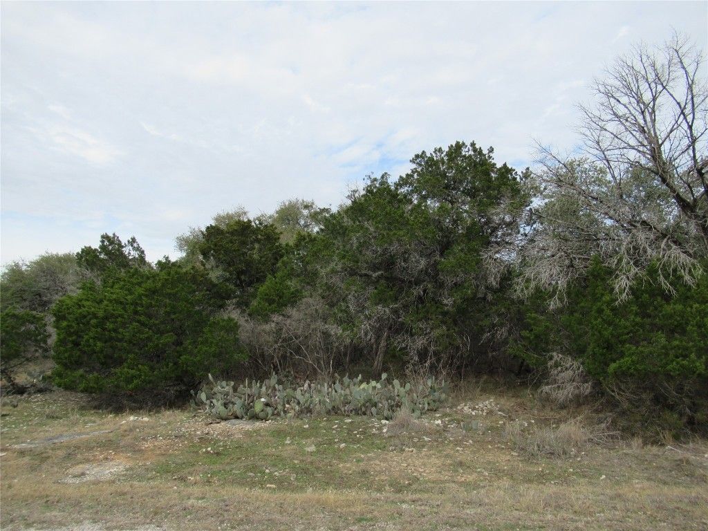 A field filled with trees and cactus on a cloudy day.