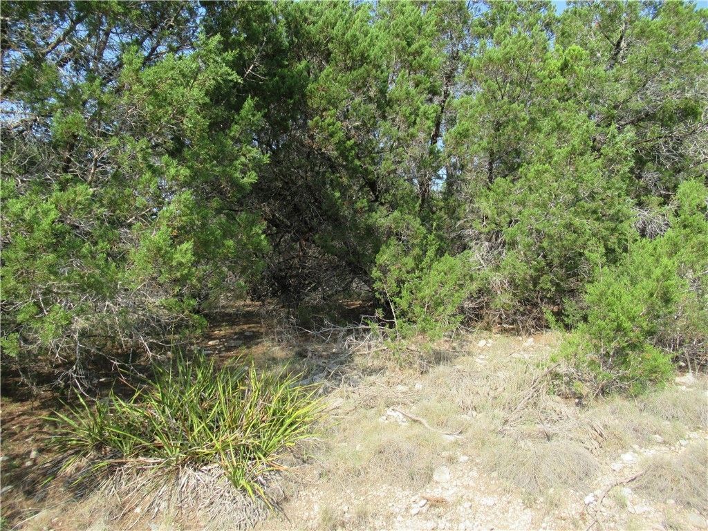 A lush green forest with trees and bushes surrounding a dirt field.