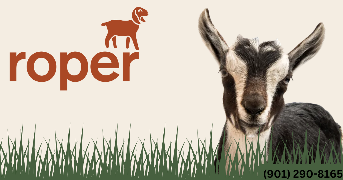 Lawn & Landscape | Roper Lawn & Landscape