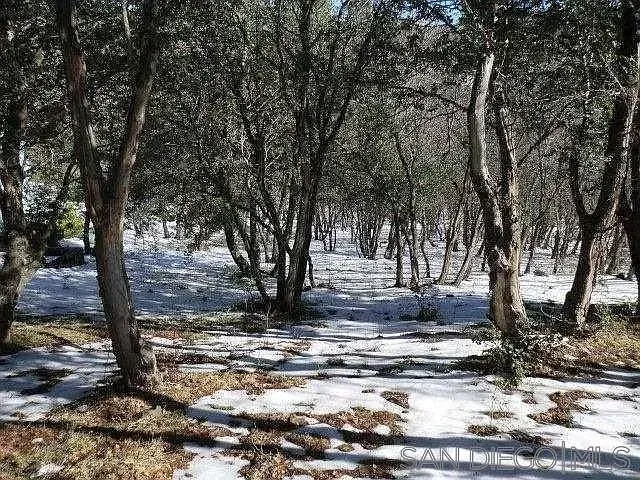 Snow-covered woodland with leafless trees and patches of sunlight on the ground