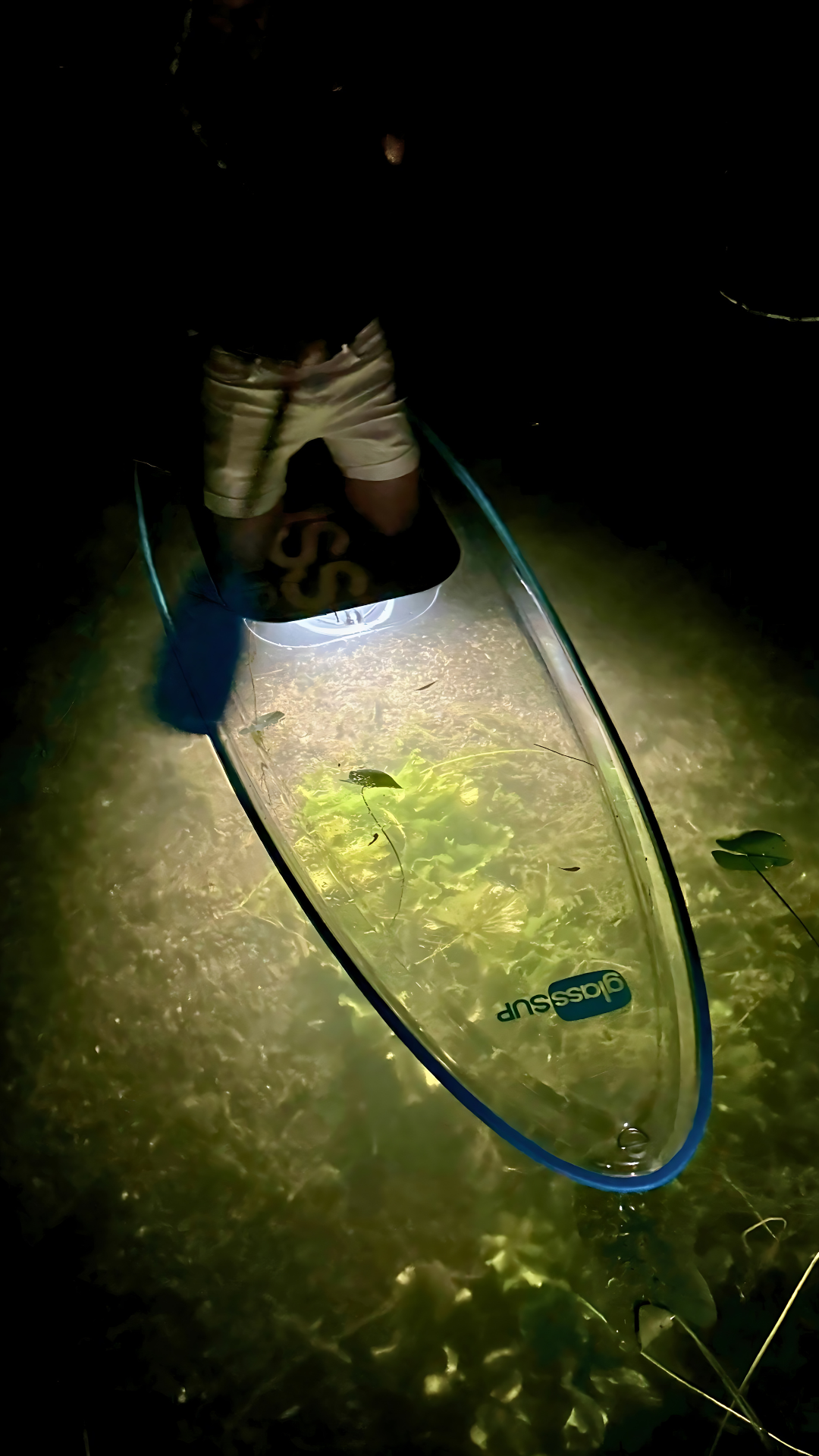 Eine Nahaufnahme eines beleuchteten glssSUP mit Blick auf das Seegras darunter,