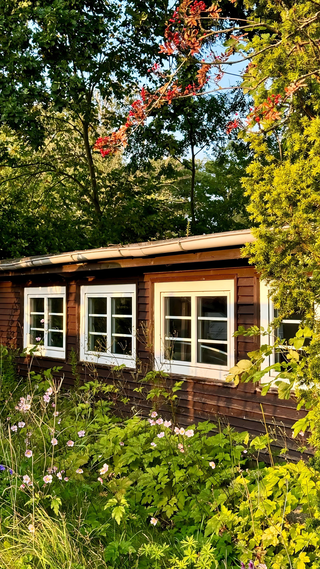 Ein kleines Holzhaus mit vielen Fenstern ist von Bäumen umgeben.