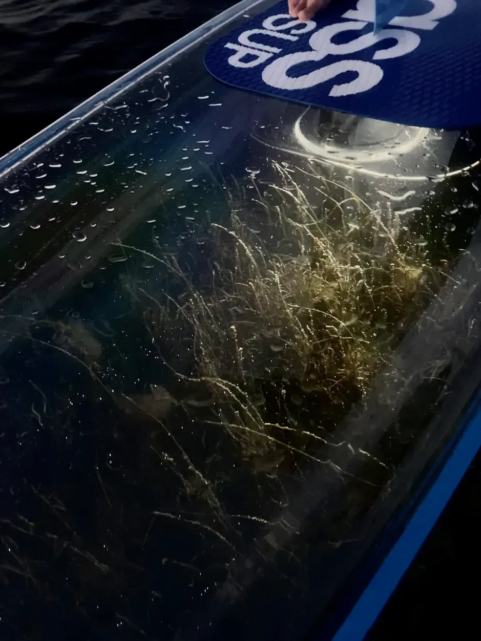 Seegras durch das glassSUP zu erkennen