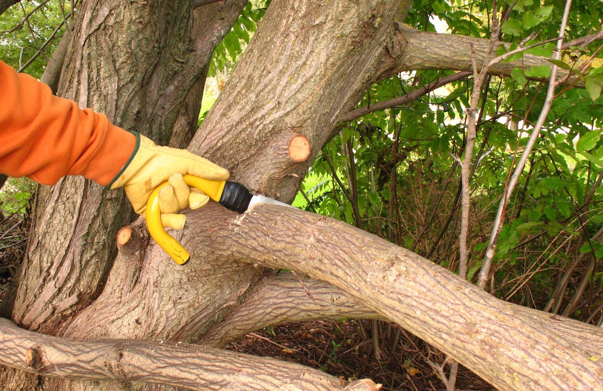 Tree Trimming in Buda, TX