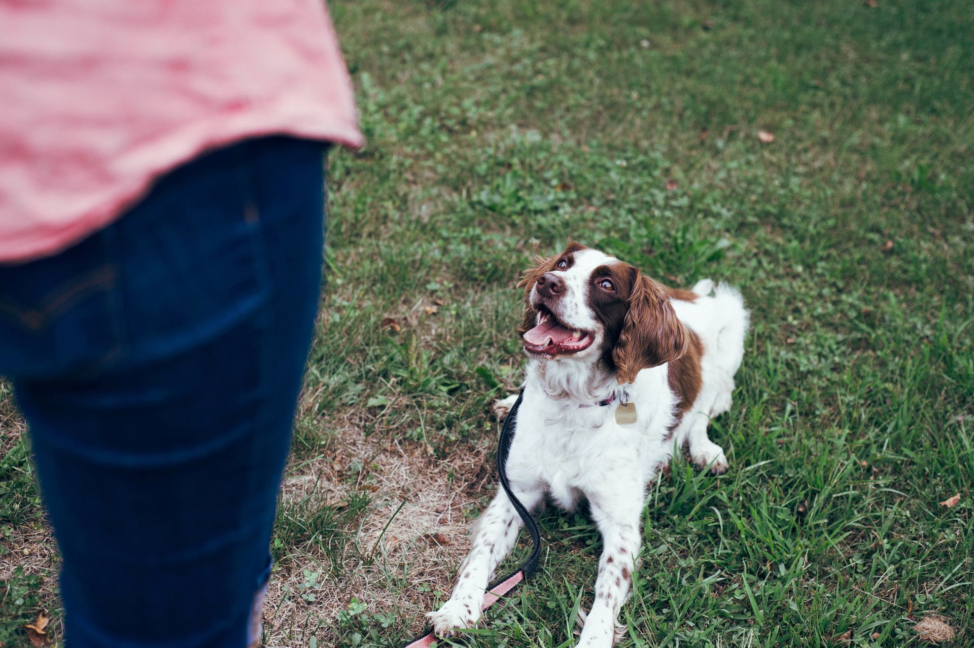 A person is training a brown and white dog on a leash in the grass.