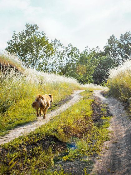 A dog is running down a dirt road in a field.