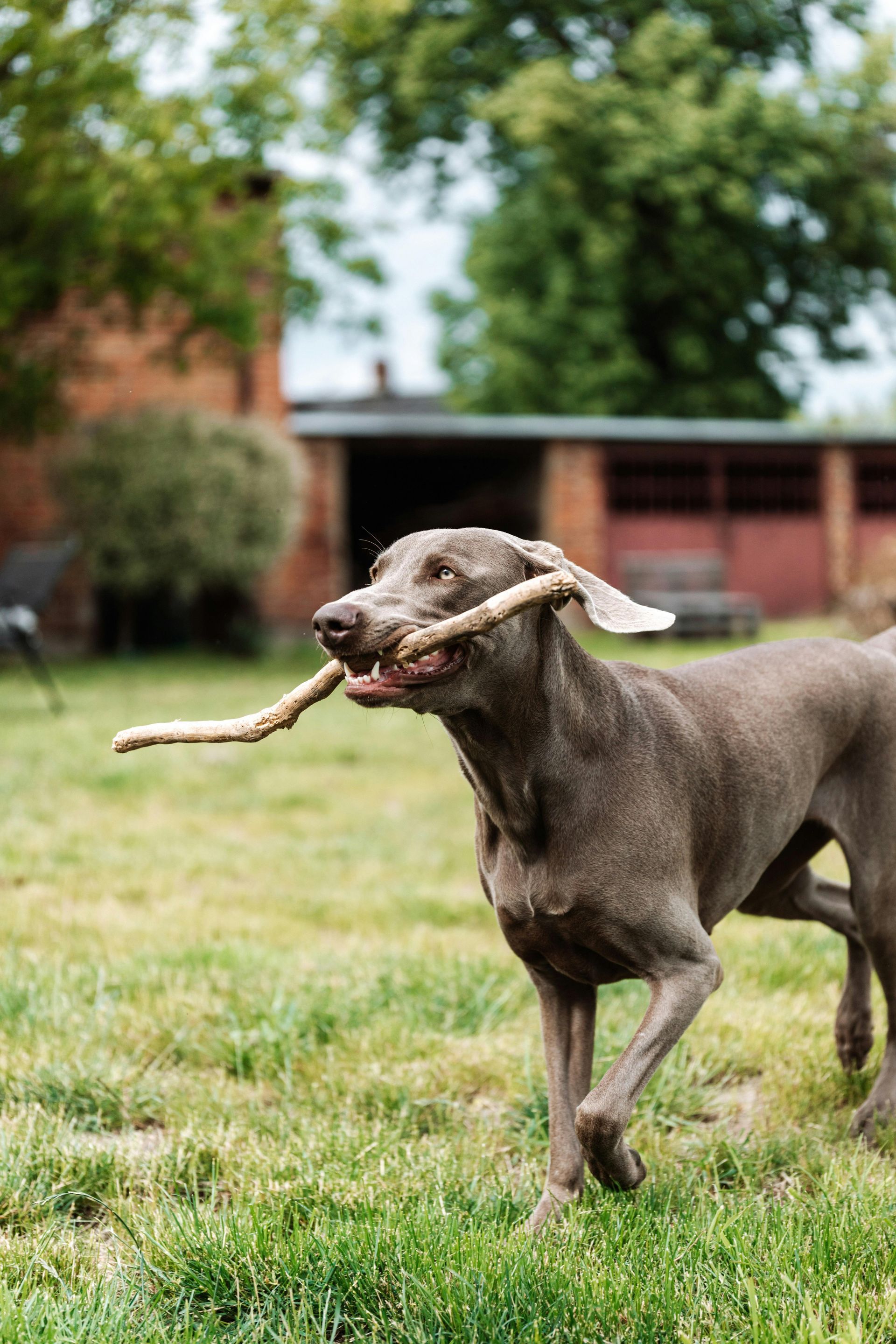 A dog is holding a stick in its mouth.