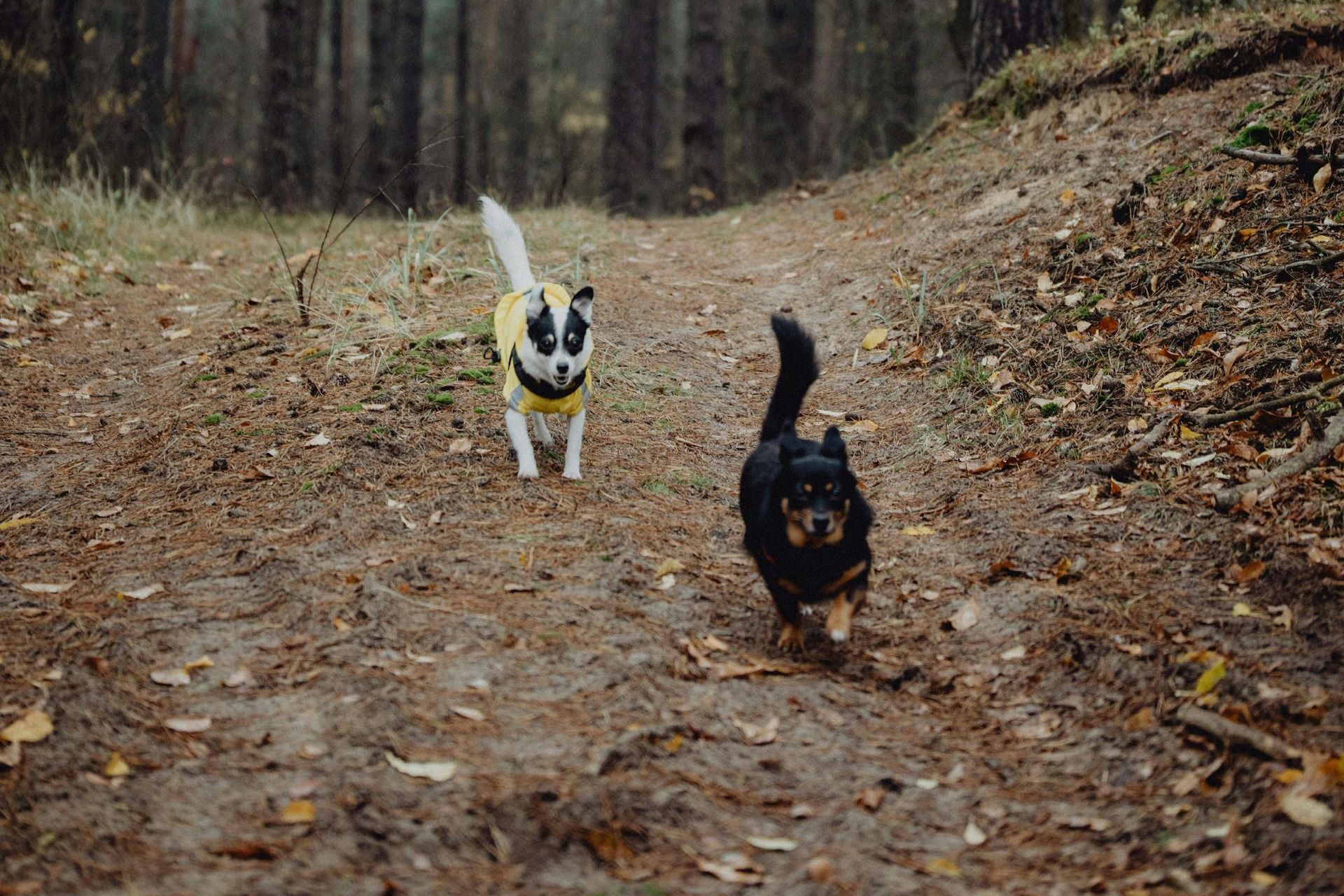 Two dogs are running down a dirt path in the woods.