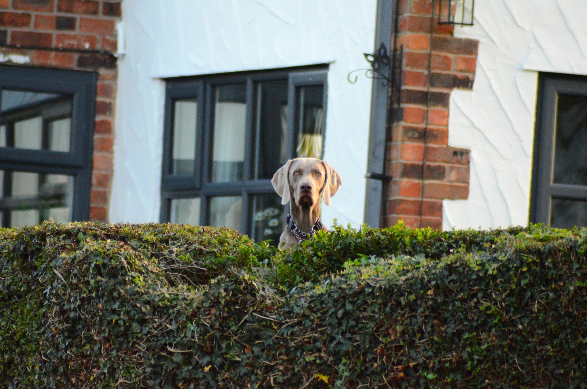 A dog is looking over a hedge in front of a house.