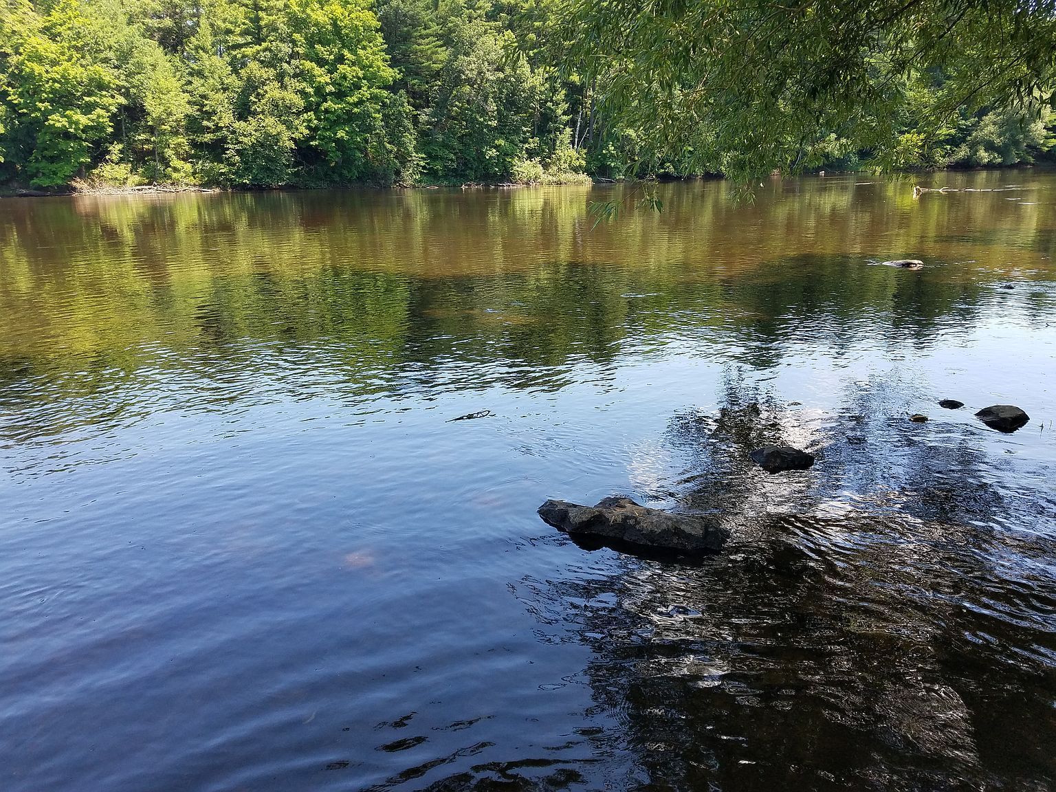 A large body of water surrounded by trees on a sunny day
