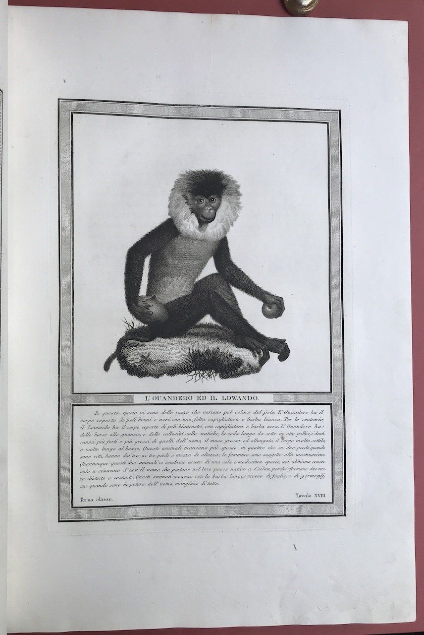 illustrazione libro jacob